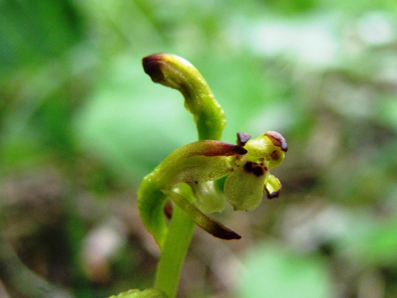 Corallorhiza trifida